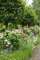 A hedge with climbing roses under a row of trees - Rosa 'Duchesse de Montebello', Artemisia, Campanula persicifolia, Centranthus ruber 'Albus', Crataegus, Geranium sanguineum and Lavandula - Germany
