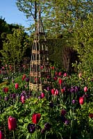 Tulips in the Sundial Garden, Highgrove Garden, May 2010. Garden originally designed by Lady Salisbury as a rose garden.
