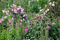 The Laurent-Perrier Bicentenary Garden. Rosa 'Reine Victoria' and Rosa 'Reine des Violettes'