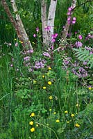 The Telegraph Garden, Gold Medal winner, RHS Chelsea Flower Show 2012. Planting of Ranunculus acris, Silene dioica, Chaerophyllum hirsutum 'Roseum' and Betula pendula 
 
