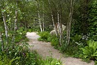 The Telegraph Garden, Gold Medal winner, RHS Chelsea Flower Show 2012. Path through woodland setting 

