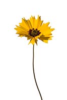 Coreopsis basalis, Golden Mane, Asteraceae, Annual, blooming in Spring and early Summer