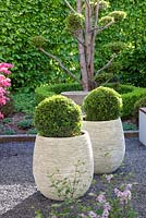 Clipped Buxus sempervirens in containers