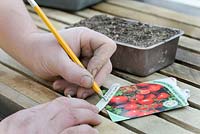Gardener writing on plant labels on greehouse staging in early spring 