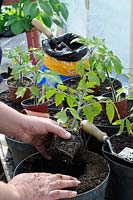 Young tomato plants, potting on into larger pots on the greenhouse staging, UK, April