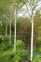Betula jaquemontii in mixed border - Manor House