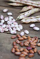 Borlotti beans - Fresh and dried seeds
