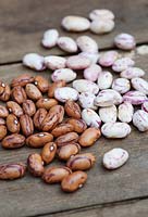 Borlotti beans - Fresh and dried seeds