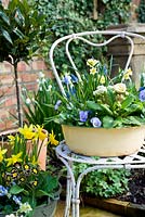 Vintage enamel bowl planted with blue and yellow spring plants on chair. Plants inc Narcissus Minnow, primulas, violas, saxifraga and muscari