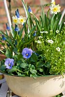 Vintage enamel bowl planted with blue and yellow spring plants on chair. Plants inc Narcissus, Minnow, primulas, violas, saxifraga and muscari
