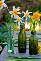 Display of cut heritage narcissus on table and in old bottles. Varieties include 'Mrs Langtry', 'Sir Watkin' and 'Mary Copeland'