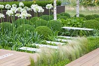 Modern garden with Buxus sempervirens, Agapanthus umbellatus 'Albus' and Stipa tenuissima 
