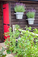 Currants growing along fence, Ribes rubrum. Lavandula stoechas in wall hung containers
