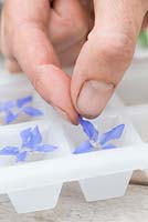 Step by step - Making decorative ice cubes with borage officinalis 