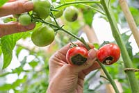 Step by step for growing tomatoes - removing diseased fruit