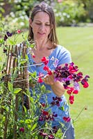 Lathyrus 'Royal Mixed' in a raised vegetable bed with wigwam support - cutting flowers
