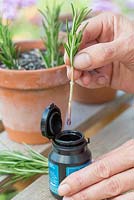 Step by step for taking cuttings - propagation of Rosemary plants