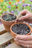 Step by step for taking lavender cuttings and re-potting - planting cutting in container