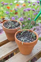Step by step for taking lavender cuttings and re-potting - watering in new plants 