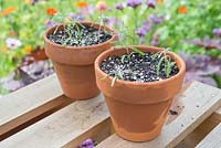 Step by step for taking lavender cuttings and re-potting - new plants in containers 
