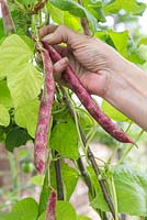 Step by step for planting and growing Borlotto 'Firetongue' beans from seed - harvesting 