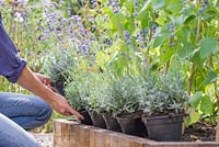 Step-by-step for planting lavender in raised vegetable bed - laying plants out in containers