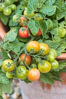 Step by step for growing tomato 'Tumbling Tom Red' in containers - ripening fruit 
