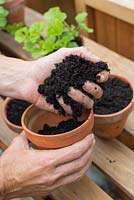 Step by step for dividing and repotting Pelargonium 'Black Knight' plants in containers - adding compost to pots
