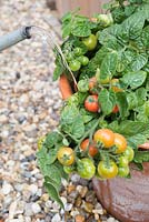 Step by step for growing tomato 'Tumbling Tom Red' in container - watering 