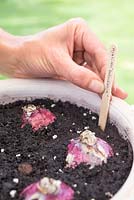 Step by step for planting Hyacinth 'Woodstock' bulbs in container - adding label 