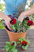 Step by step for planting a colourful container - adding more plants 