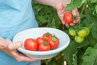 Step by step for growing tomato 'Orkado F1' - Harvesting