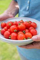 Step by step for growing tomato 'Tumbling Tom Red' -Harvested