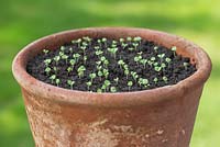 Step by step for growing basil in container - seedlings emerging