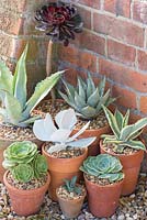 Step by step for planting group of pots with succulents and cacti - arrangement of plants