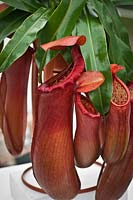 Nepenthes 'Linda', a shortlisted entry for 'Plant of the Year', RHS Chelsea Flower Show 2012