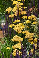 Achillea 'Credo' and Salvia 'Ostfriesland'. 'Our First Home, Our First Garden' - Gold medal winner - RHS Hampton Court Flower Show 2012 
