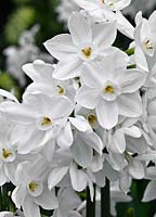 Narcissus 'Paperwhite'
