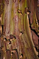 Peeling bark of Arbutus x andrachnoides -Strawberry Tree