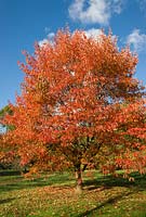 Nyssa sinensis with autumn foliage in October