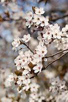 Prunus cerasifera 'Pissardii' - cherry plum - in late March