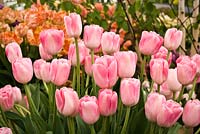 Tulipa 'Dreamland' on Bloms stand at Chelsea 2011