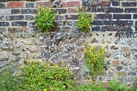 Corydalis wilsonii in flower, growing on old garden wall