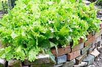 Salad leaves growing on raised bed constructed from reclaimed housebricks