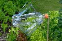 Bird scarer constucted from plastic drink bottle designed to rotate in wind by cutting.