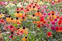 Summer border with Echinacea 'Luxury Orange', Echinacea 'Orange Passion', Echinacea 'Summer Samba', Echinacea 'Southern Belle' and Echinacea 'Red Knee High'
