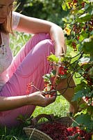 Woman picking Ribes rubrum - Redcurrants