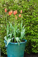 Tulipa 'Ballerina' in containers