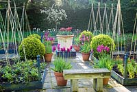Spring vegetable garden with tulips in containers. Tulipa 'Roccocco' and 'Purple Dream'
