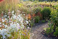 Border with Achillea ptarmica 'Perry's White' and Imperata cylindrica 'Red Baron'